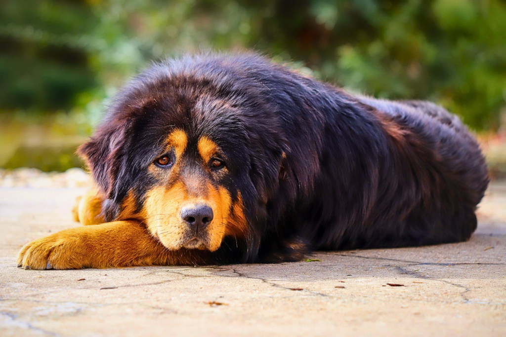 big fluffy Tibetan Mastiff dog with thick long coat standing outdoors.