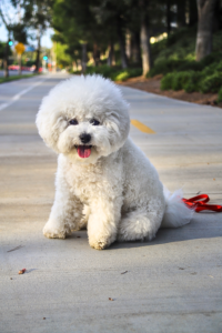 best small dogs for apartments fluffy Bichon Frise indoors