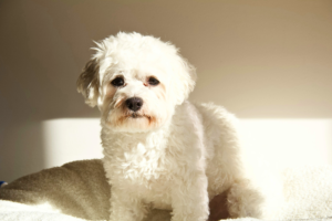 best small dogs for apartments fluffy Bichon Frise indoors