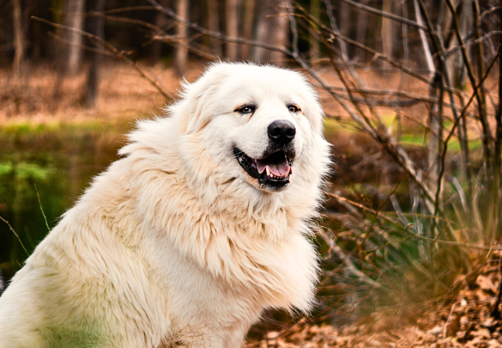 “fluffy Great Pyrenees dog known for its calm and protective nature”