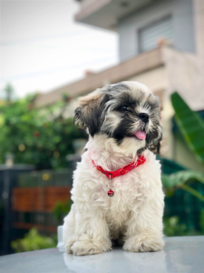best small dogs for apartments fluffy Shih Tzu relaxing indoors