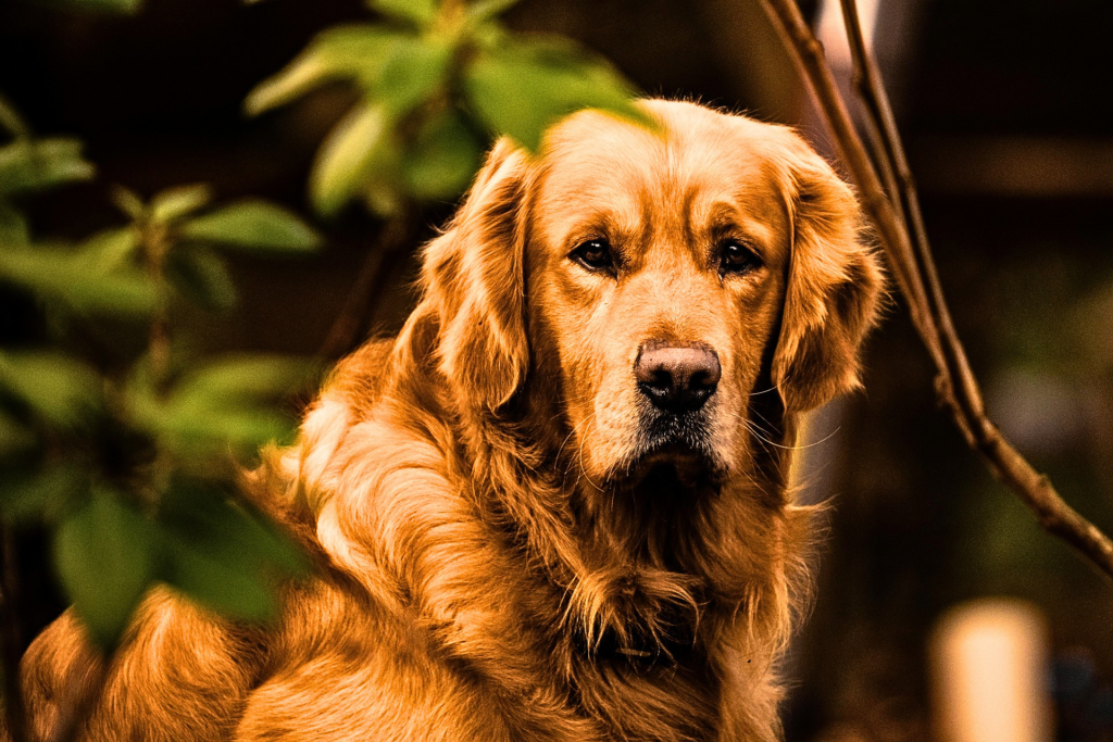 Large Golden Retriever Dog
