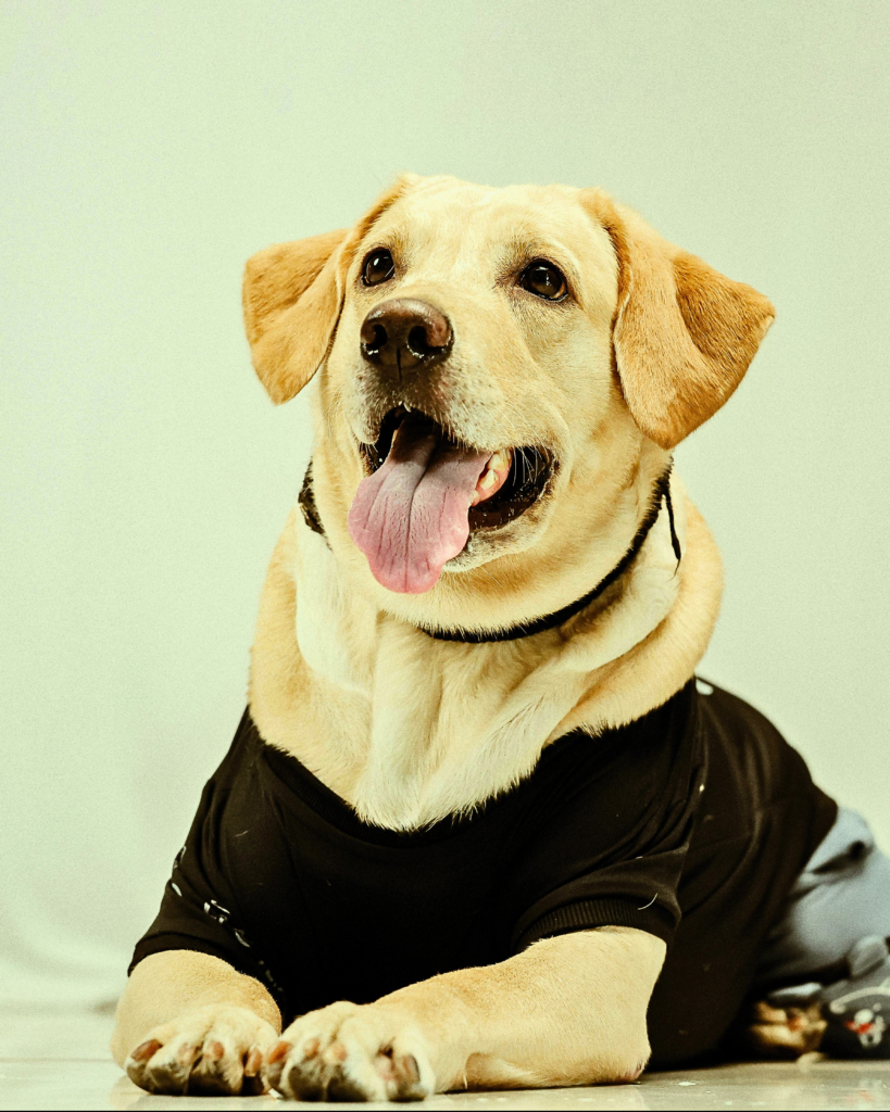 Friendly Labrador Retriever sitting