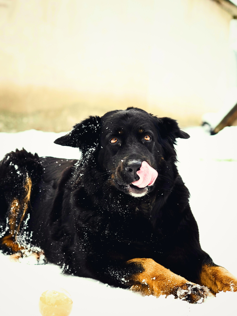 Large fluffy Newfoundland dog relaxing calmly in mountains