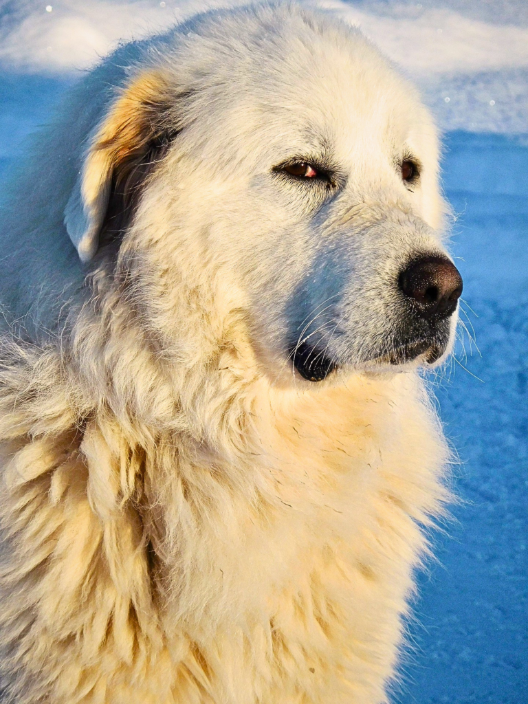Great Pyrenees giant white guardian dog sitting peacefully outside in snowy mountains