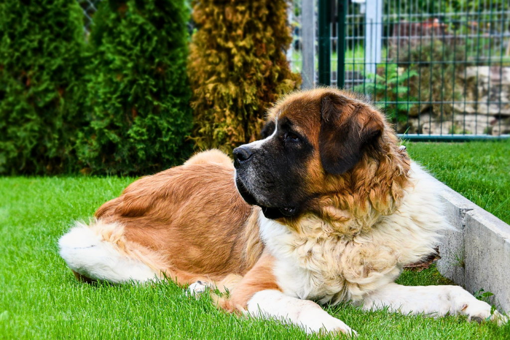 Saint Bernard gentle giant dog resting comfortably with family members indoors