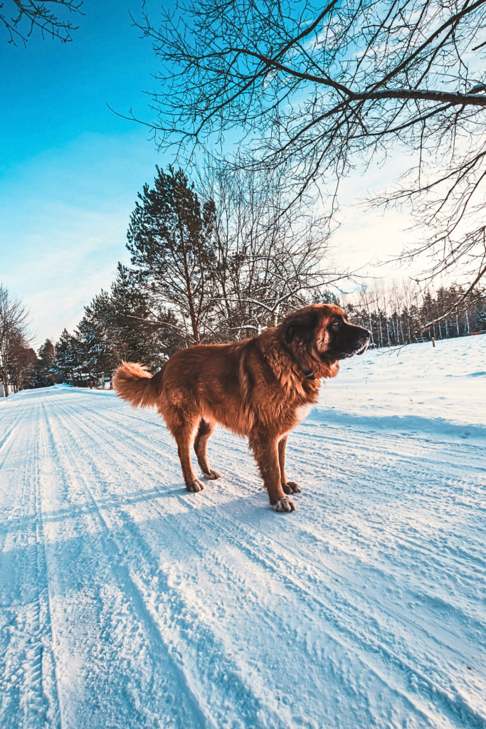 A Leonberger large fluffy dog standing proudly in a snow field
