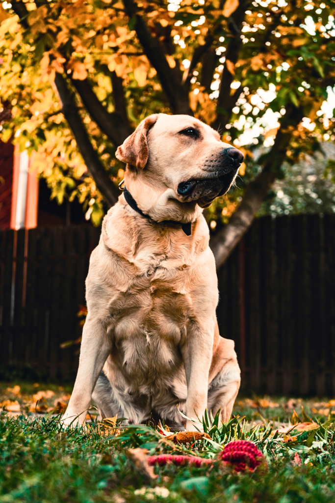 Friendly Labrador Retriever sitting outdoors with a family in the park