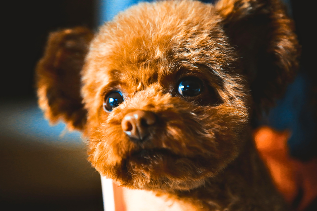 low maintenance small dog breeds for first-time owners Miniature Poodle outdoors