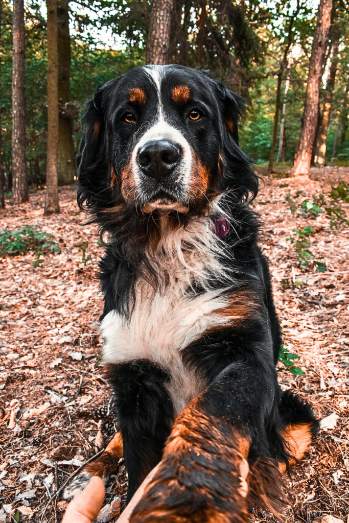 Bernese Mountain Dog with thick fluffy coat standing outside
