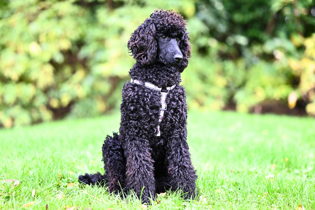 Large Black Standard Poodle standing proudly in a grassy park