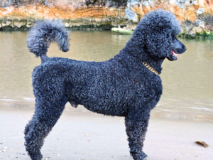 “Standard Poodle standing indoors as a low-shedding apartment-friendly big dog”
