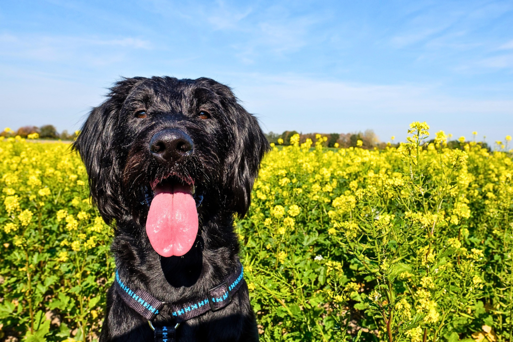 Large black Giant Schnauzer with wiry low-shedding coat standing in a flower field, loyal family guard dog breed.