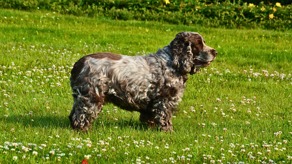 Irish Water Spaniel with curly low-shedding coat outdoors, athletic and family-friendly large dog breed.