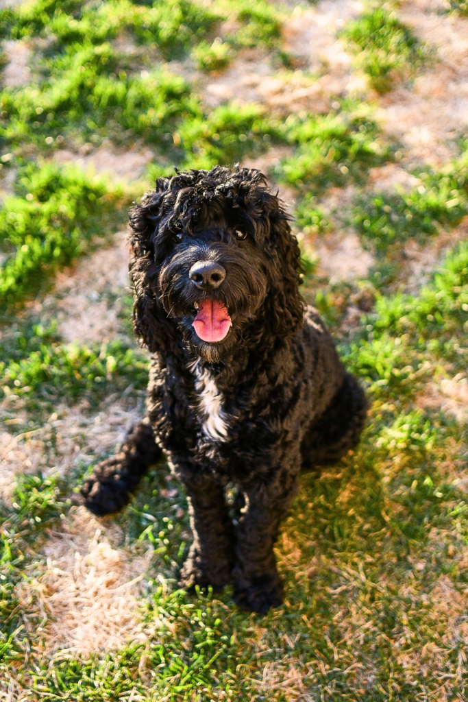 Portuguese Water Dog with curly hypoallergenic fur playing outside, intelligent low-shedding big dog breed for active families.