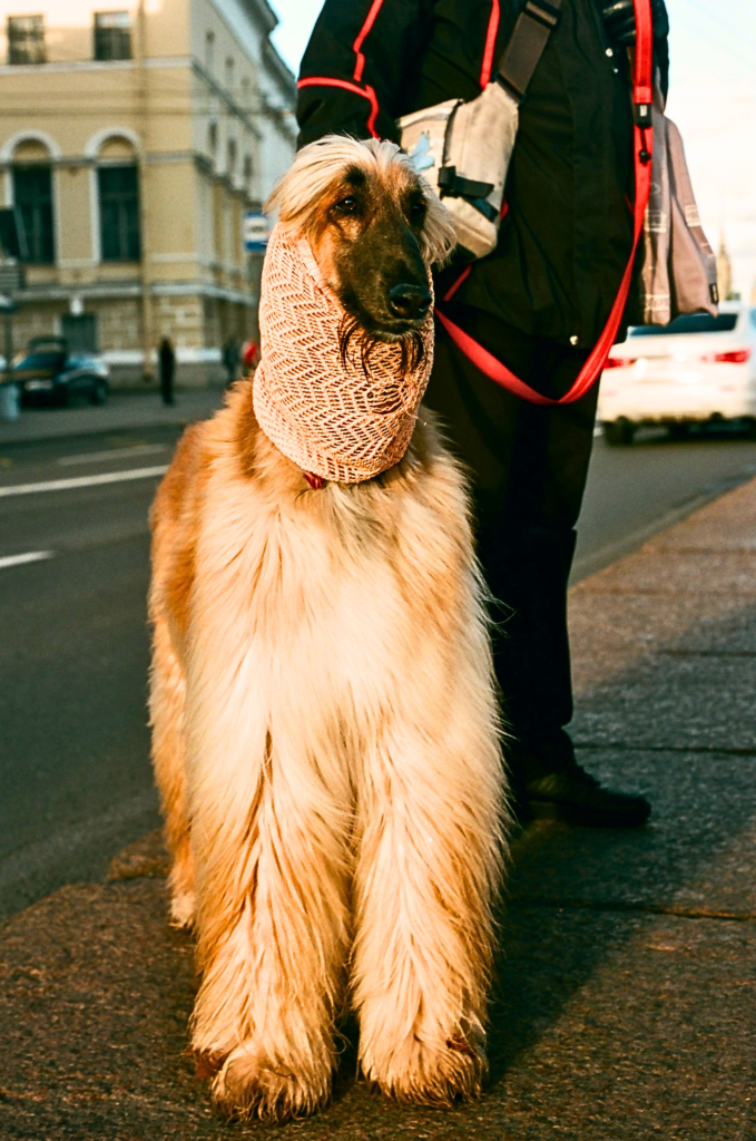 Afghan Hound standing on a city street with a long silky low-shedding coat, elegant giant dog breed for families and apartments