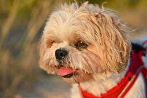 low maintenance small dog breeds for first-time owners fluffy Shih Tzu indoors