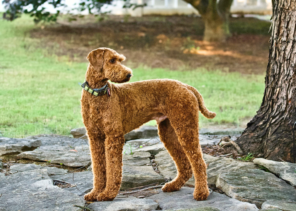 Large Airedale Terrier with wiry low-shedding coat standing outdoors, intelligent and energetic family companion dog.