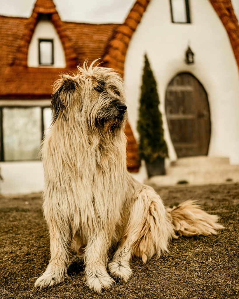 Large Komondor dog with unique corded low-shedding coat standing outside, protective livestock guardian breed.