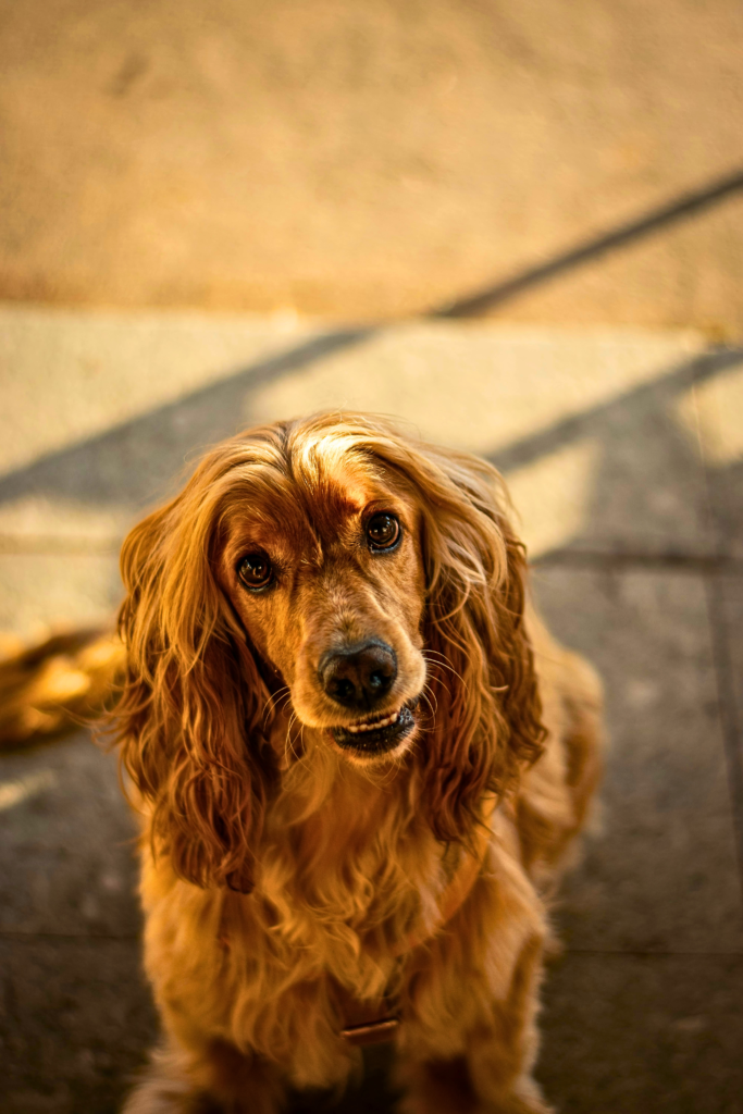 “Friendly low-shedding family dog with long silky coat standing outside during golden hour”