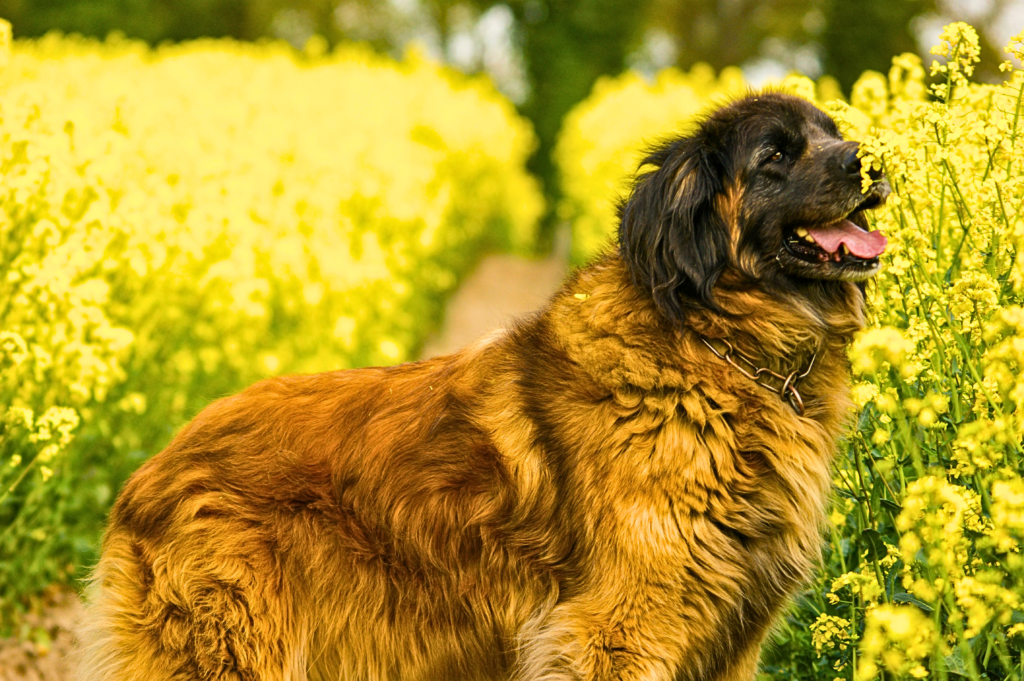 “Gentle giant fluffy dog breed outdoors in yellow flowers perfect for families and companionship”