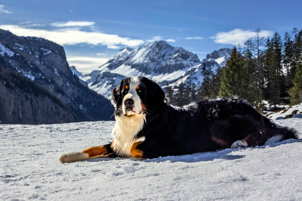 Top 7 Calm Big Dog Breeds for Families (Gentle Giants Dogs) “Calm Bernese Mountain dog sitting outdoors with fluffy coat, gentle giant family dog breed great with children”