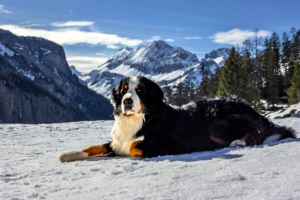 “Bernese Mountain Dog sitting calmly outside with its owner”