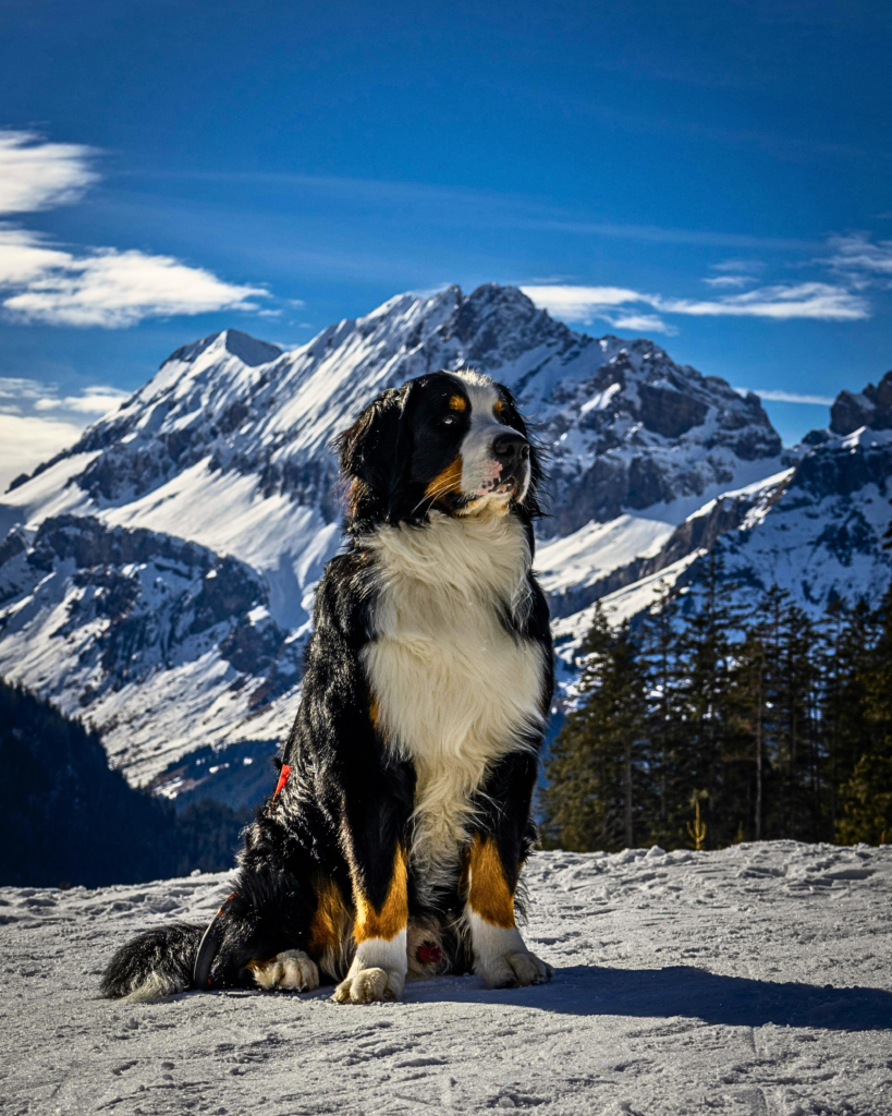 Top 7 Calm Big Dog Breeds for Families (Gentle Giants Dogs) “Calm Bernese Mountain dog sitting outdoors in mountain with fluffy coat, gentle giant family dog breed great with children”