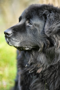 “Newfoundland dog resting peacefully inside a family apartment”