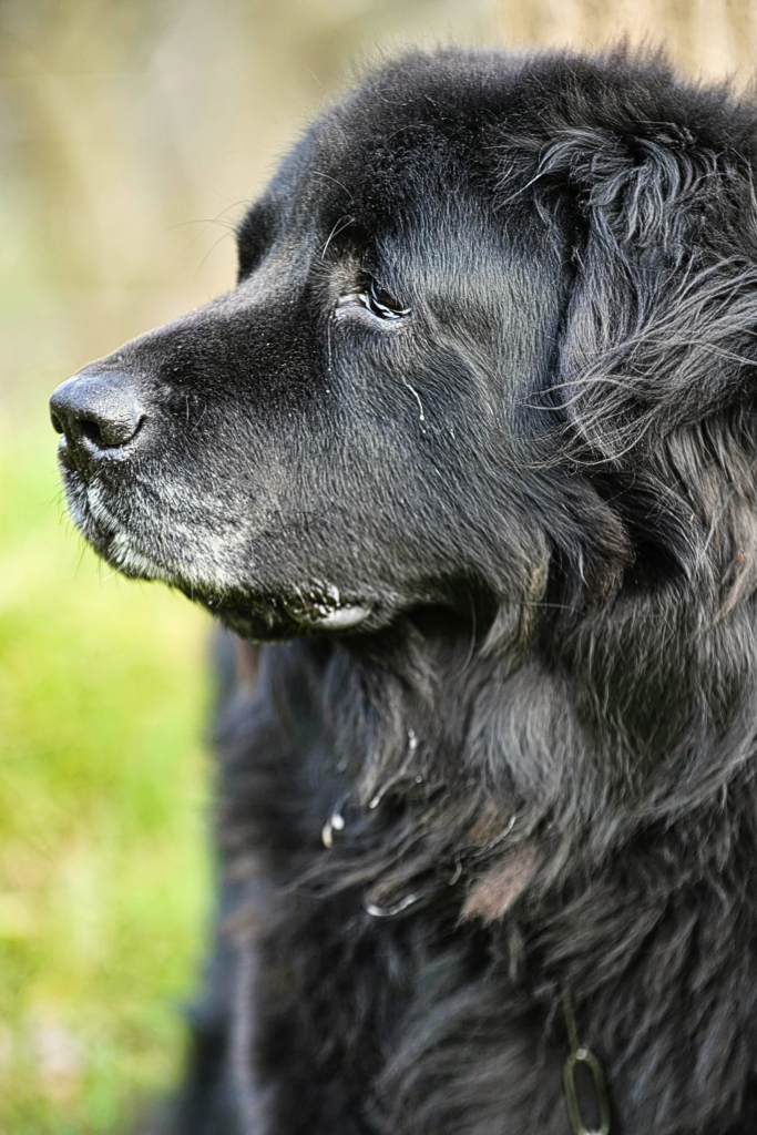 Top 7 Calm Big Dog Breeds for Families (Gentle Giants Dogs) “Calm Newfoundland dog sitting outdoors with fluffy coat, gentle giant family dog breed great with children”