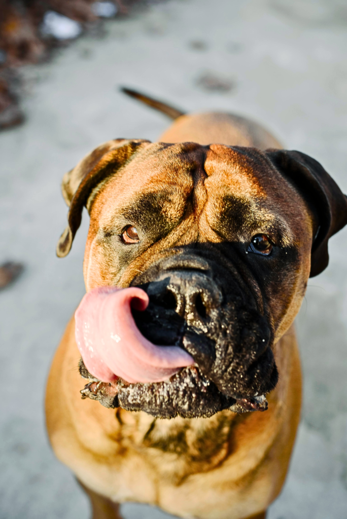 Top 7 Calm Big Dog Breeds for Families (Gentle Giants Dogs) “Powerful Bullmastiff standing calmly outdoors, protective and loyal family guard dog”
