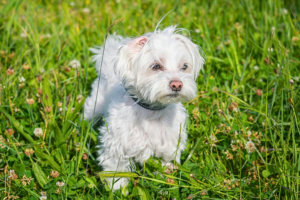 low maintenance small dog breeds for first-time owners white Maltese dog indoors