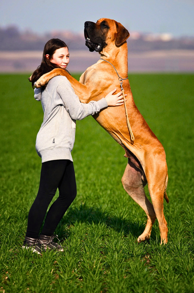 Great Dane standing quietly outside with its owner 