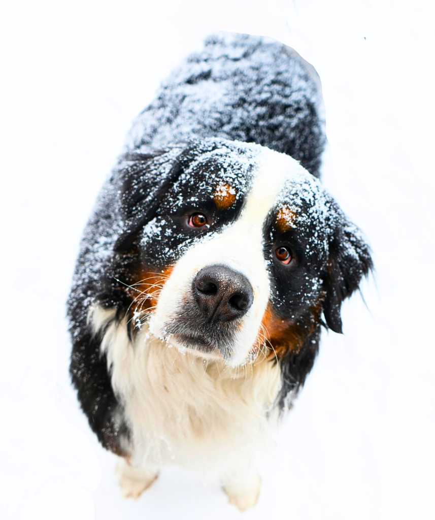 “Bernese Mountain Dog relaxing quietly inside a small apartment”