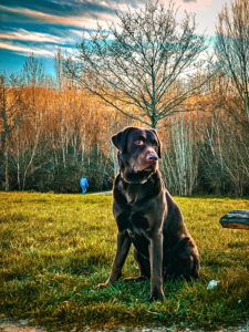 “Chocolate Labrador Retriever sitting outdoors in nature as a friendly beginner-friendly big dog breed”
