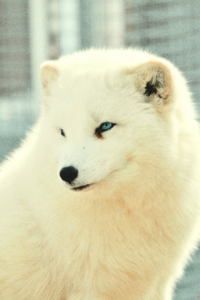 “Arctic Fox walking through snow as one of the most beautiful white animals in the Arctic”