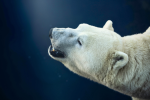 “Polar Bear in icy snow as a giant white Arctic animal”