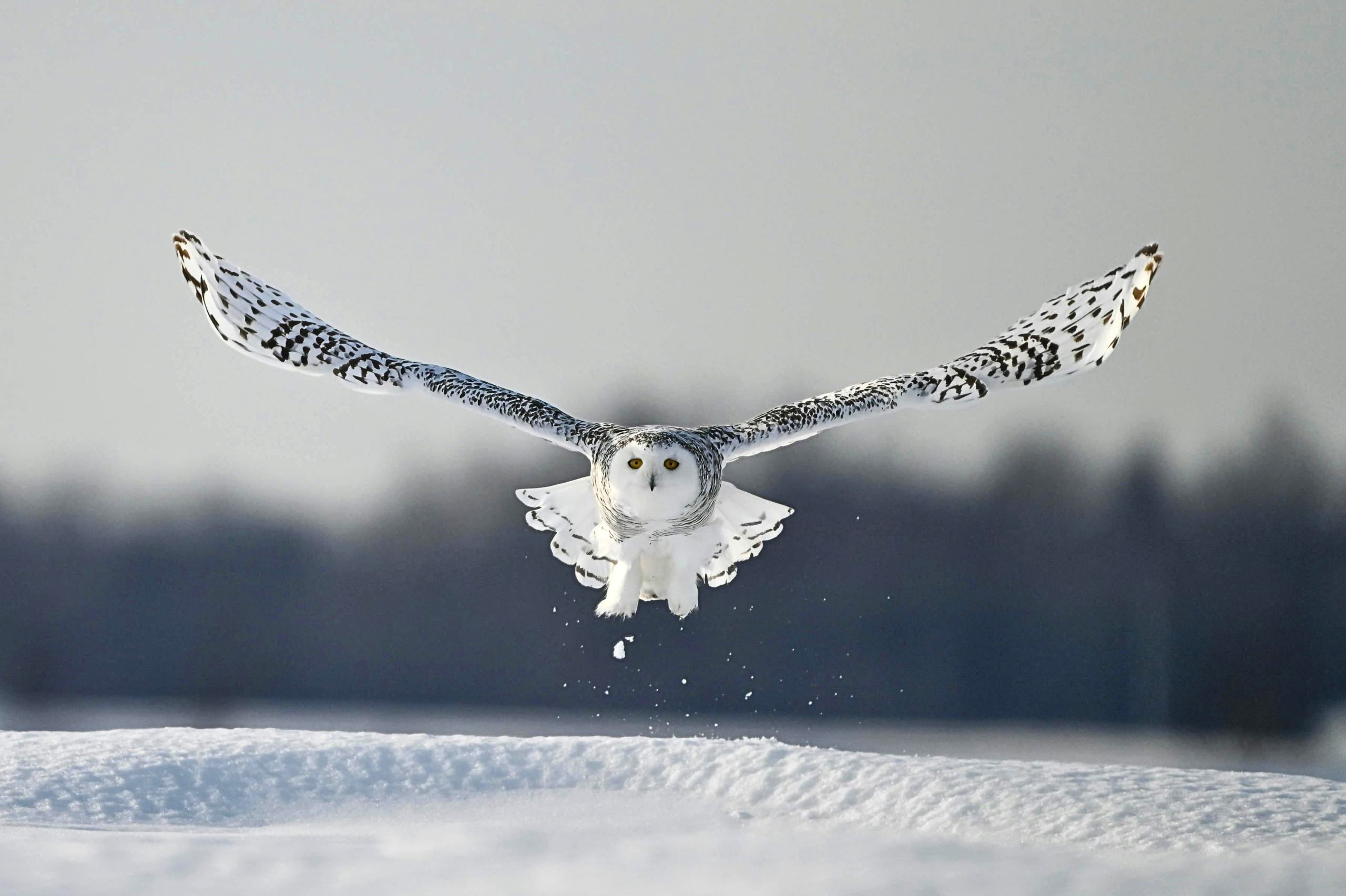 Top 7 Stunning White Animals That Look Almost Unreal