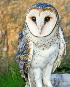“Snowy Owl sitting in snow as a rare white animal with bright feathers”