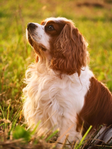 low maintenance small dog breeds for first-time owners Cavalier King Charles Spaniel indoors