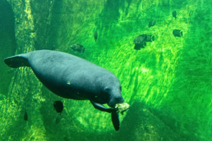 “Beluga Whale swimming underwater as a beautiful white ocean animal”