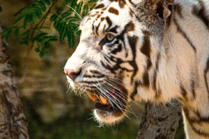 “Rare White Tiger walking in nature as one of the world’s most beautiful white animals”