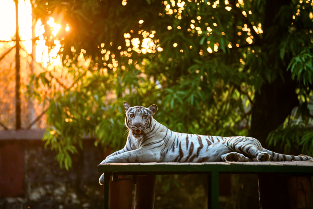 “Rare White Tiger walking in nature as one of the world’s most beautiful white animals”