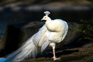 “White Peacock displaying feathers as one of the most stunning white animals”