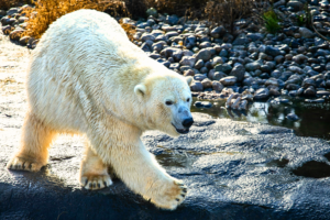 “Polar Bear resting in icy snow as a giant white Arctic animal”