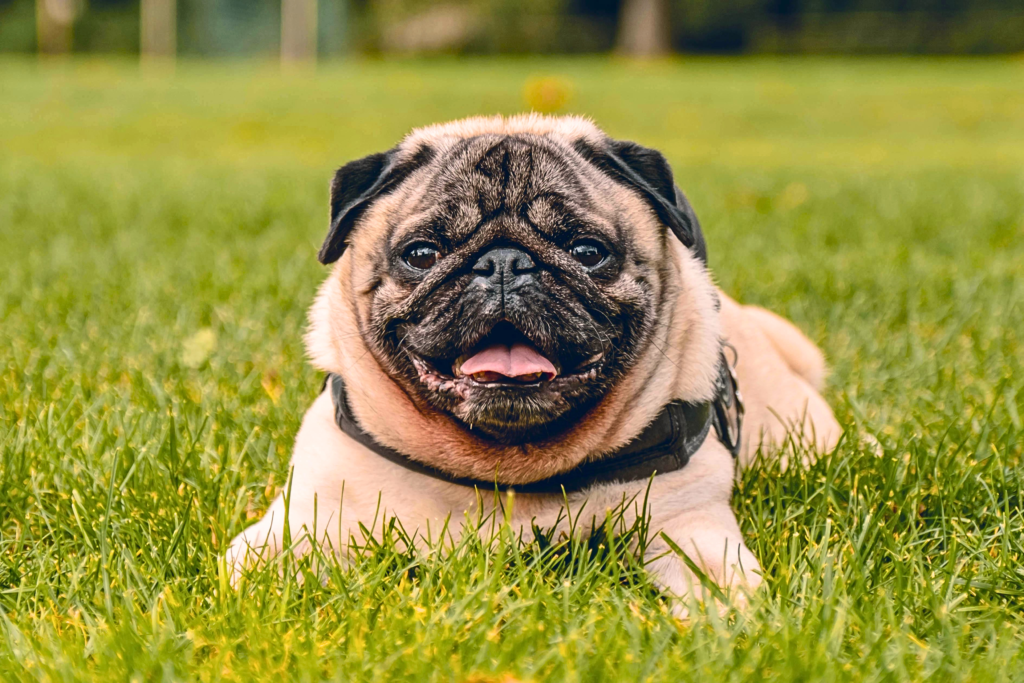 small dog breeds that are calm and easy to train cute Pug sitting calmly