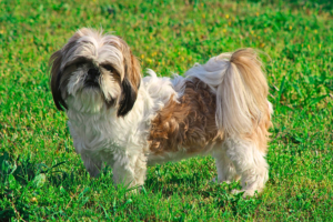 small dog breeds that are calm and easy to train fluffy Shih Tzu indoors