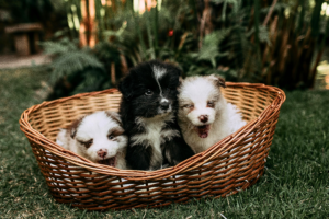 small dog breeds that are calm and easy to train three fluffy small dogs sitting together inside a woven basket