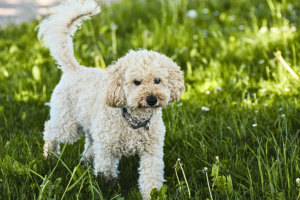 low maintenance small dog breeds for first-time owners Miniature Poodle outdoors