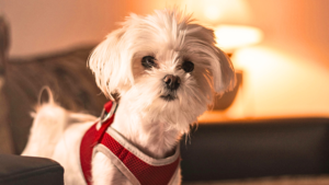 best small dogs for apartments white Maltese dog indoors